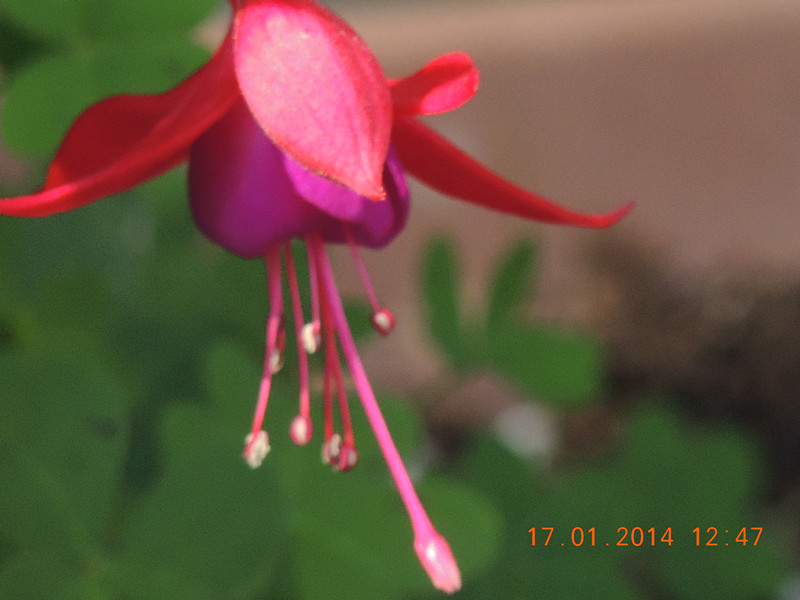 flower #2 882_.jpg