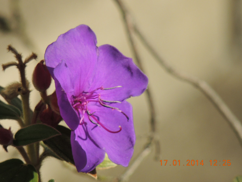 flower #2 868_.jpg