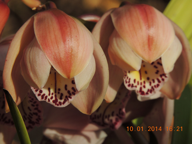 flower #2 692_.jpg