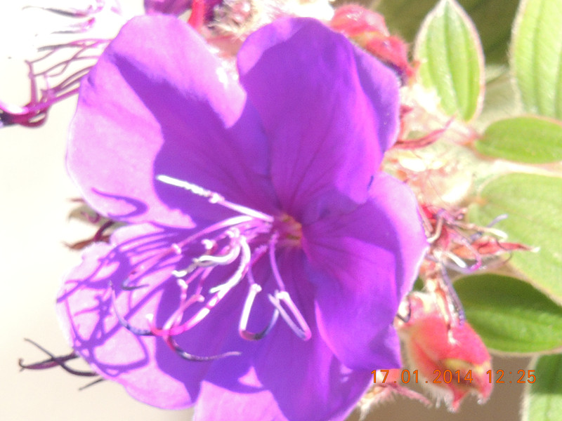 flower #2 872_.jpg
