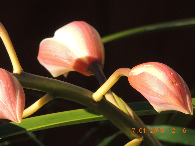 flower #2 850_.jpg