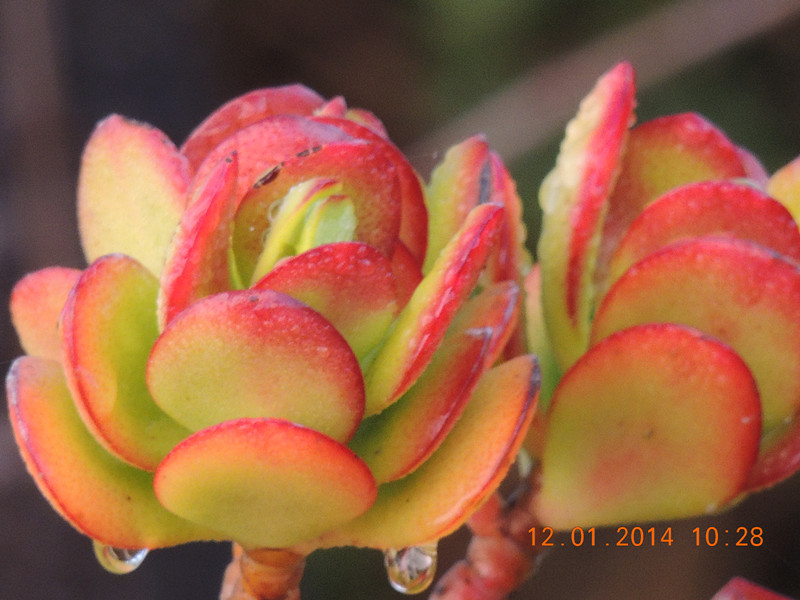 flower #2 748_.jpg