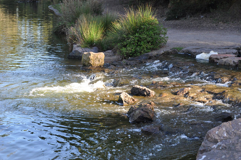Golden gate park 265_.jpg