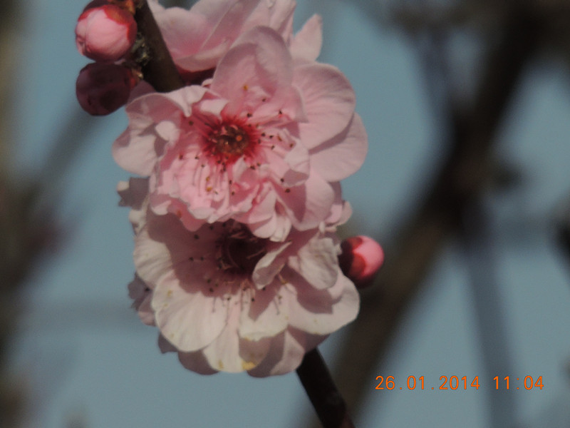 flower #2 1025_.jpg