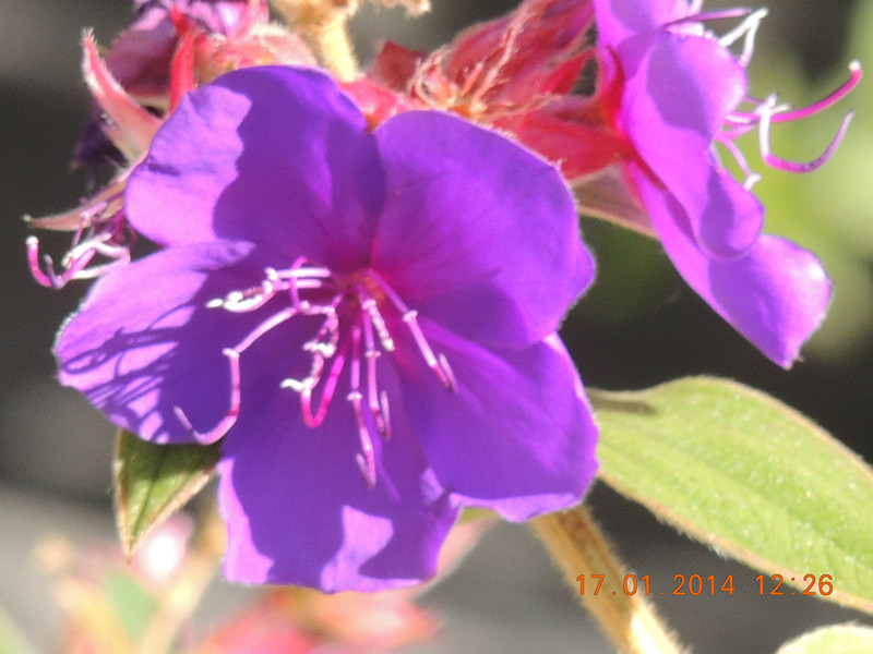 flower #2 875_.jpg