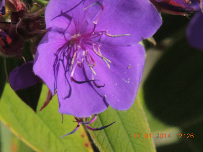 flower #2 873_.jpg