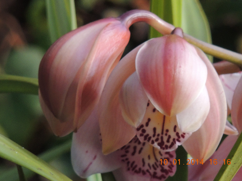 flower #2 680_.jpg