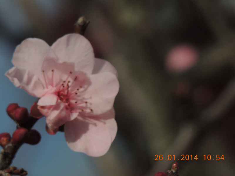 flower #2 1005_.jpg