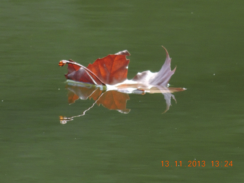 Golden gate park 991_.jpg