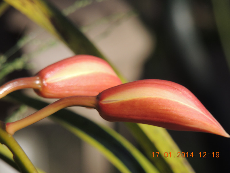 flower #2 864_.jpg
