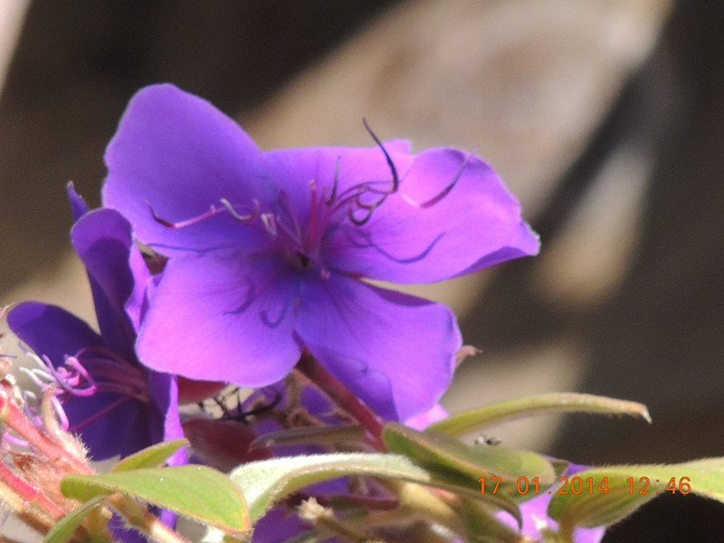 flower #2 879_.jpg