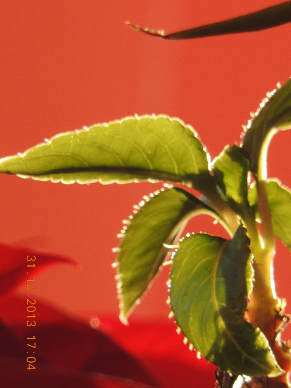flower #2 575_ת_.jpg