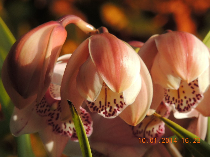 flower #2 697_.jpg