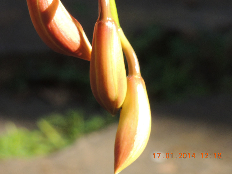 flower #2 859_.jpg