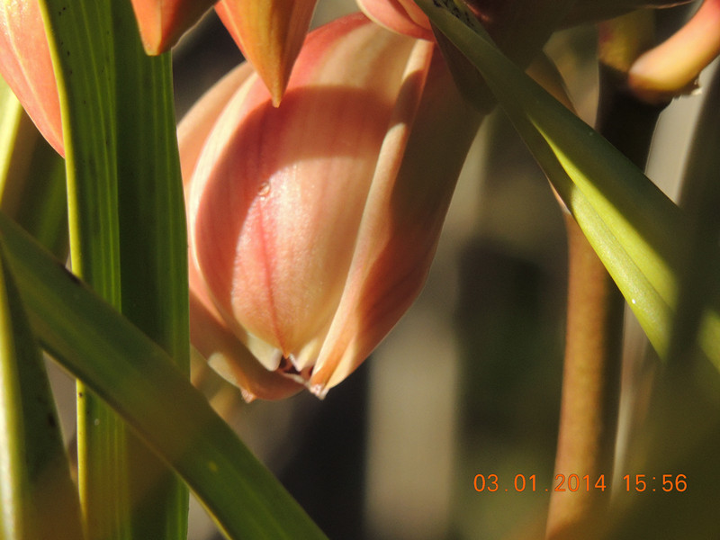 flower #2 602_.jpg