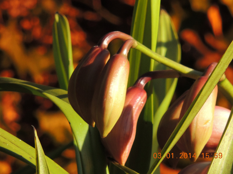 flower #2 608_.jpg