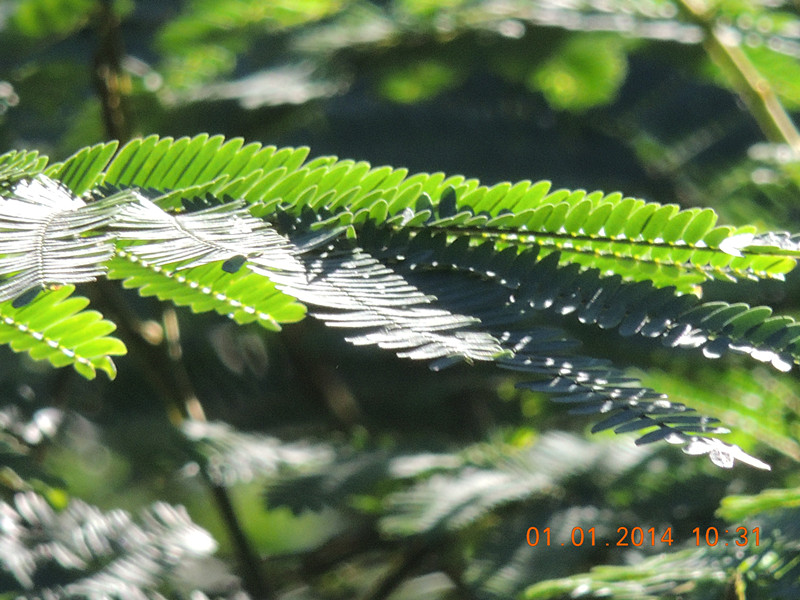 flower #2 592_.jpg