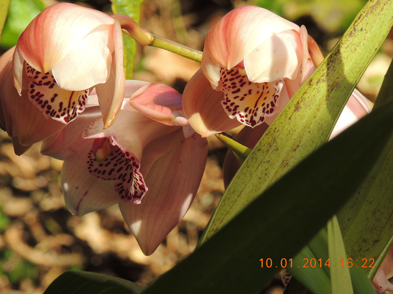 flower #2 695_.jpg