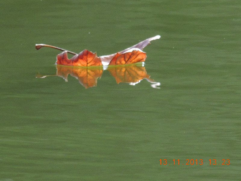 Golden gate park 983_.jpg