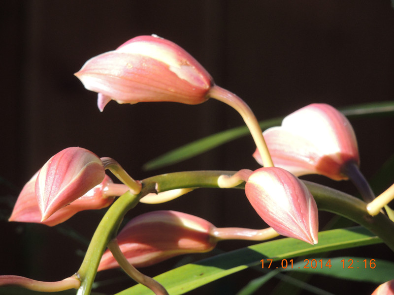flower #2 848_.jpg