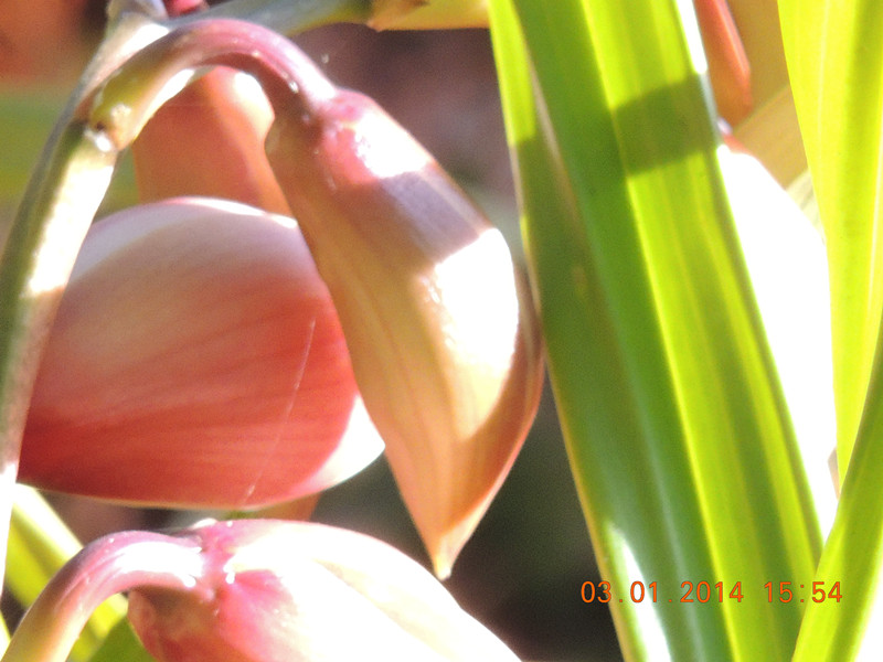 flower #2 598_.jpg