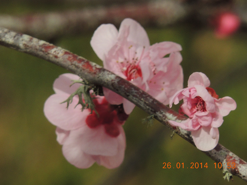 flower #2 1004_.jpg