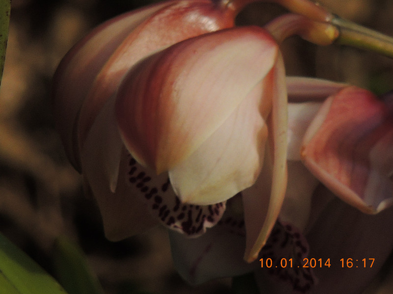 flower #2 681_.jpg