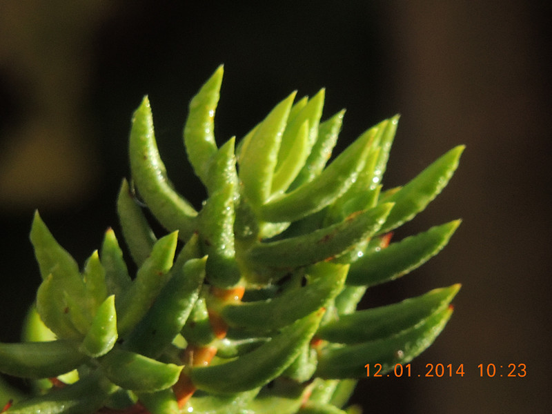 flower #2 731_.jpg