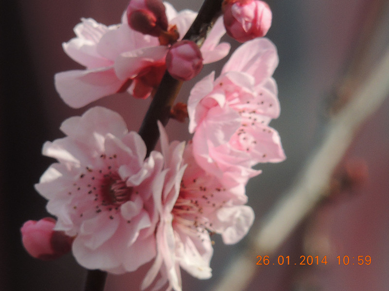 flower #2 1019_.jpg