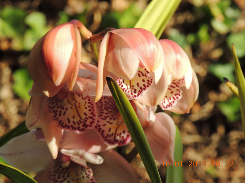 flower #2 694_.jpg