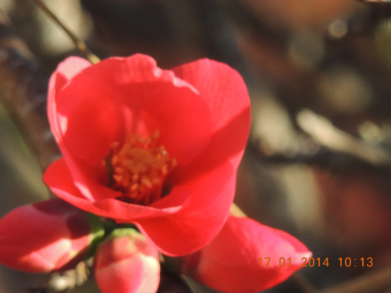 flower #2 828_.jpg