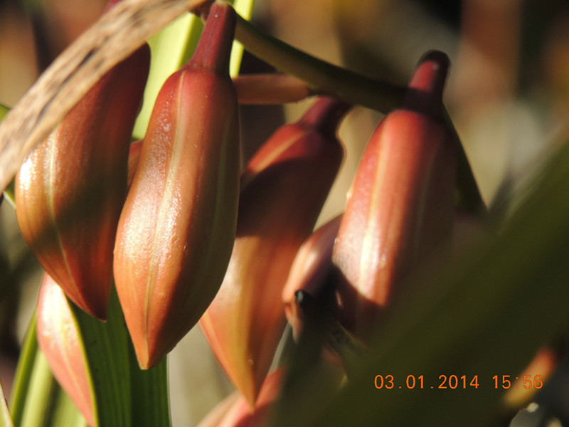 flower #2 603_.jpg