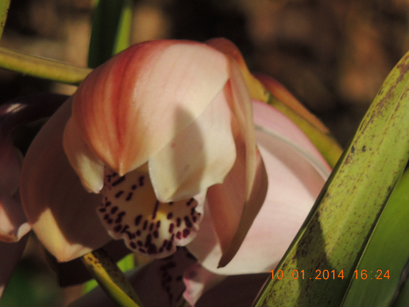 flower #2 699_.jpg