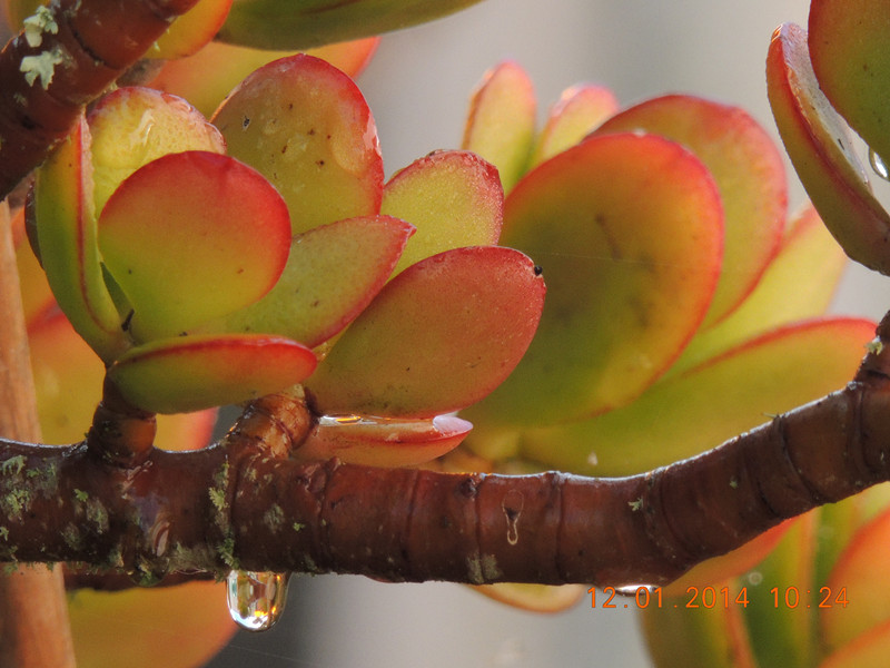 flower #2 737_.jpg