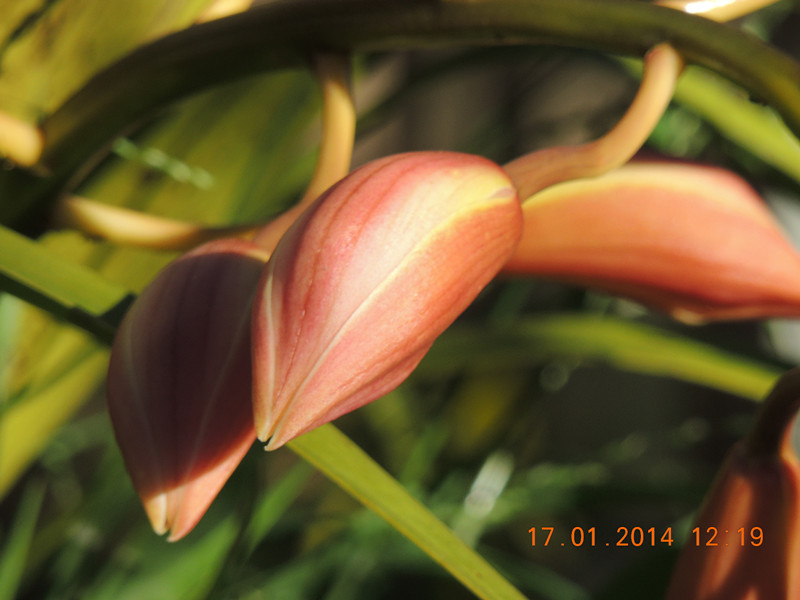 flower #2 865_.jpg