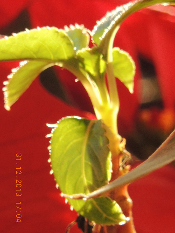 flower #2 573_ת_.jpg