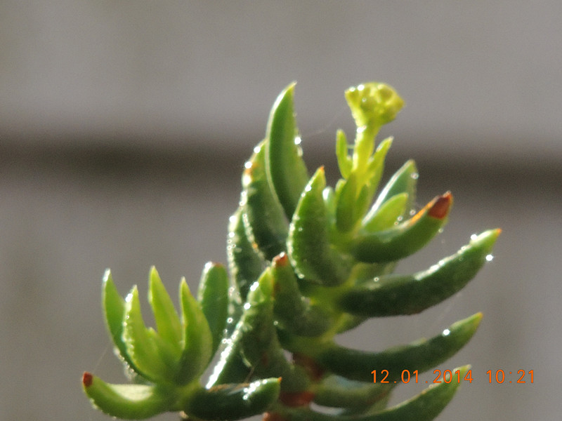 flower #2 726_.jpg