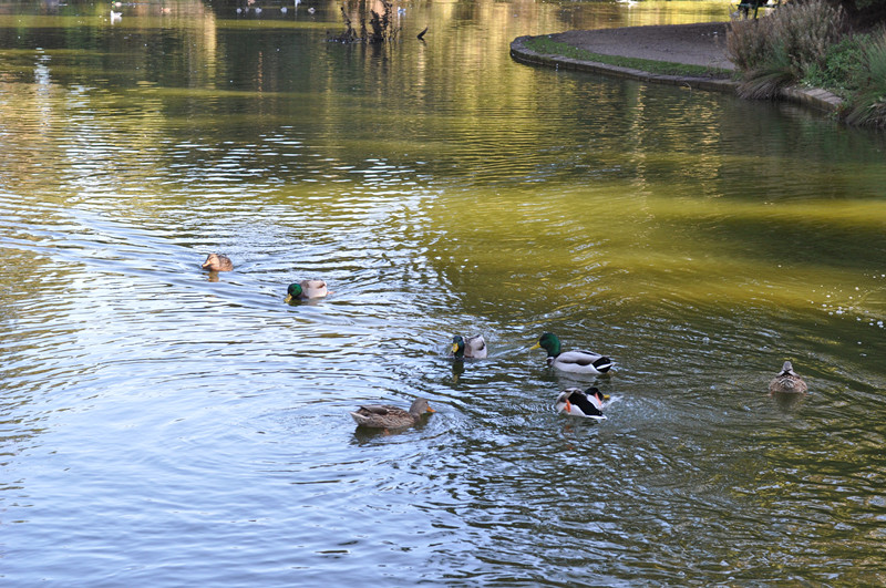 Golden gate park 263_.jpg