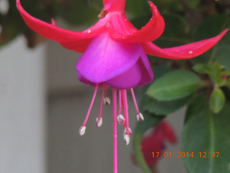 flower #2 881_.jpg
