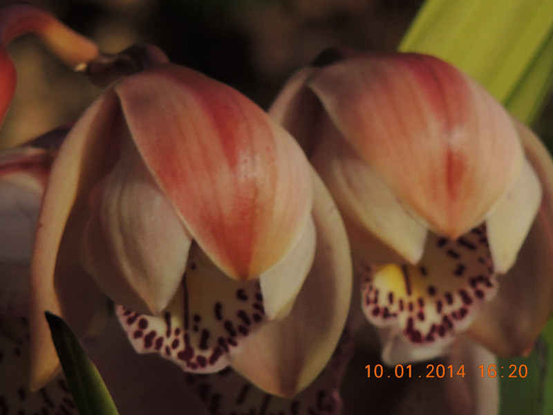 flower #2 690_.jpg