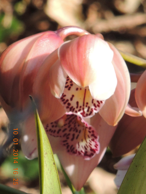 flower #2 702_ת_.jpg