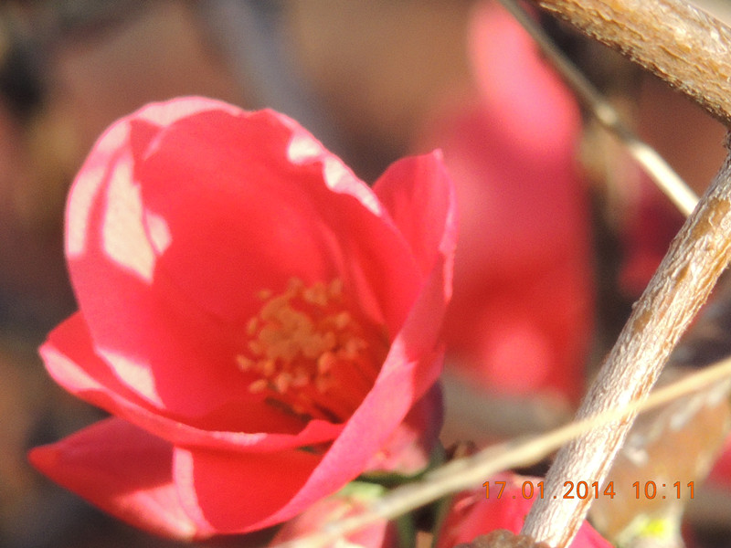 flower #2 821_.jpg
