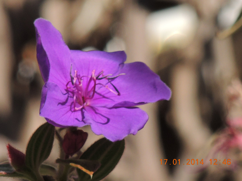 flower #2 878_.jpg