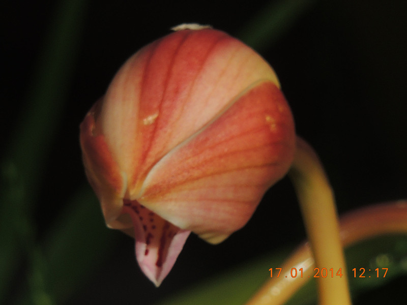 flower #2 857_.jpg