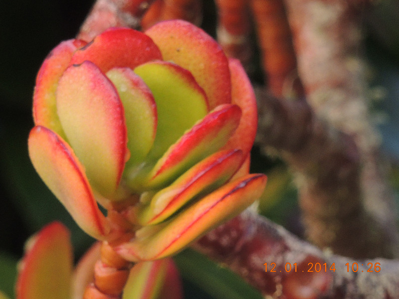 flower #2 741_.jpg