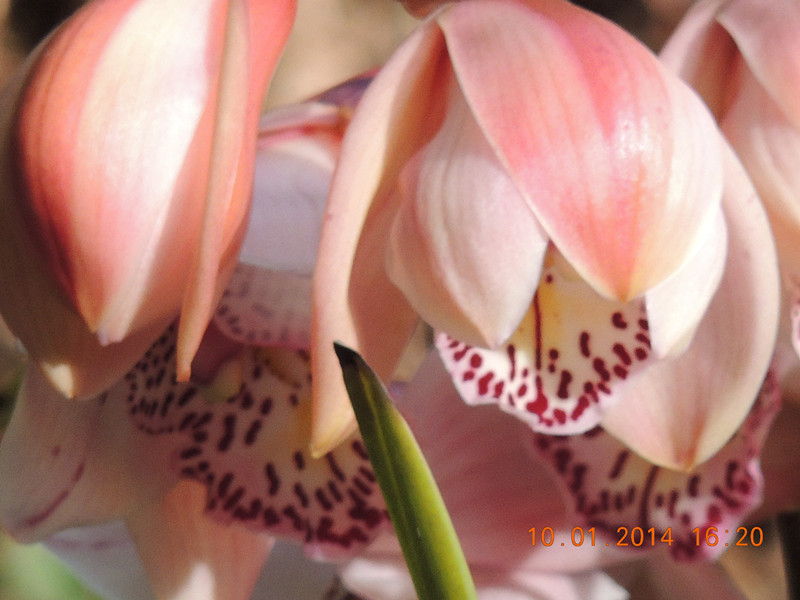 flower #2 691_.jpg