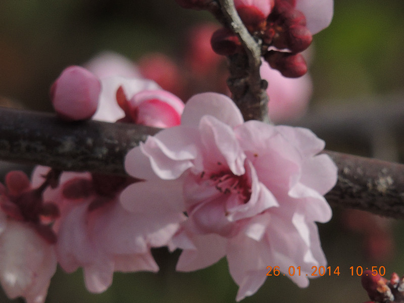 flower #2 999_.jpg