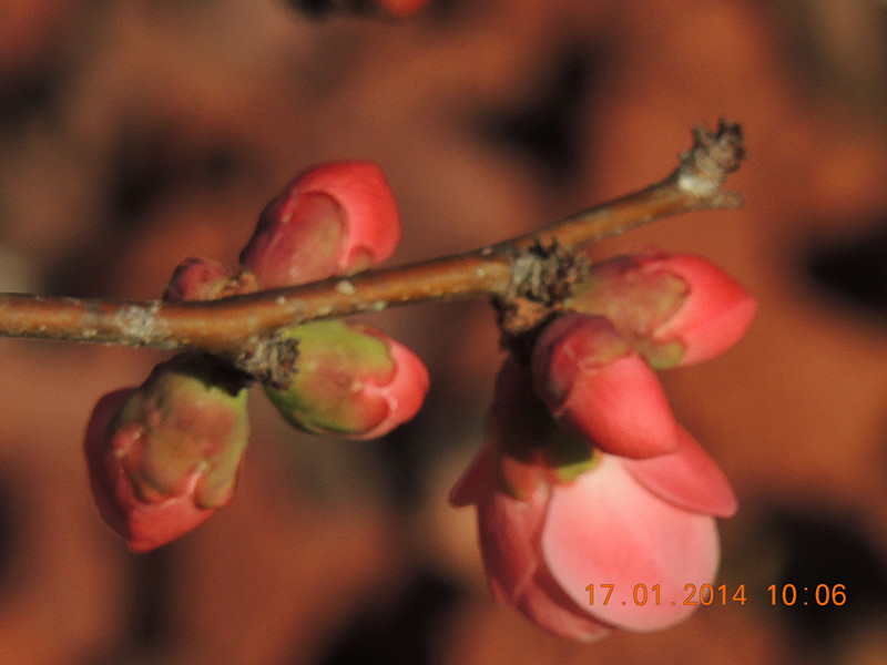 flower #2 796_.jpg