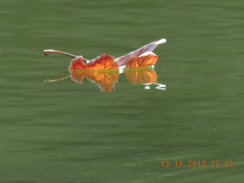 Golden gate park 984_.jpg