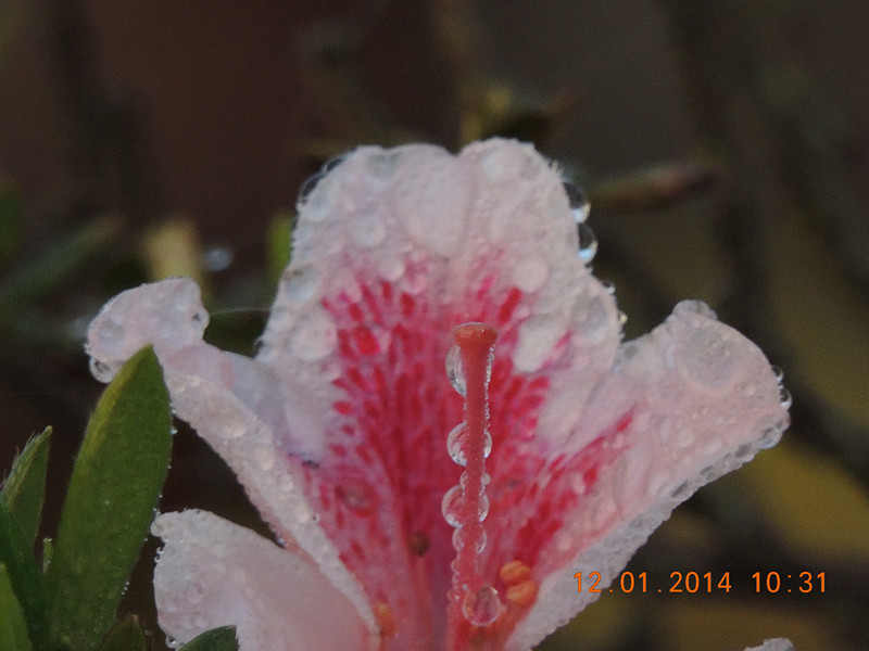 flower #2 754_.jpg
